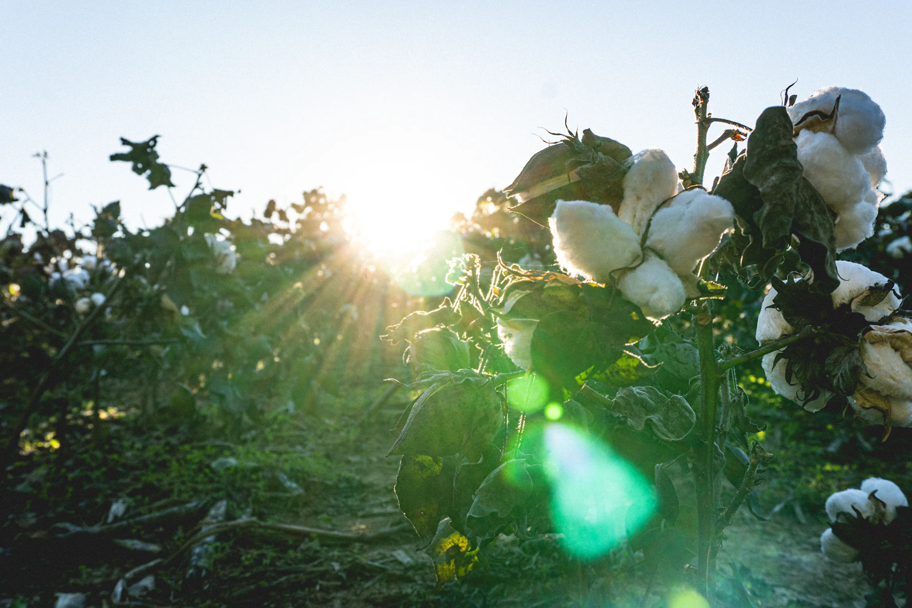 Sunlight through a cotton field at dawn