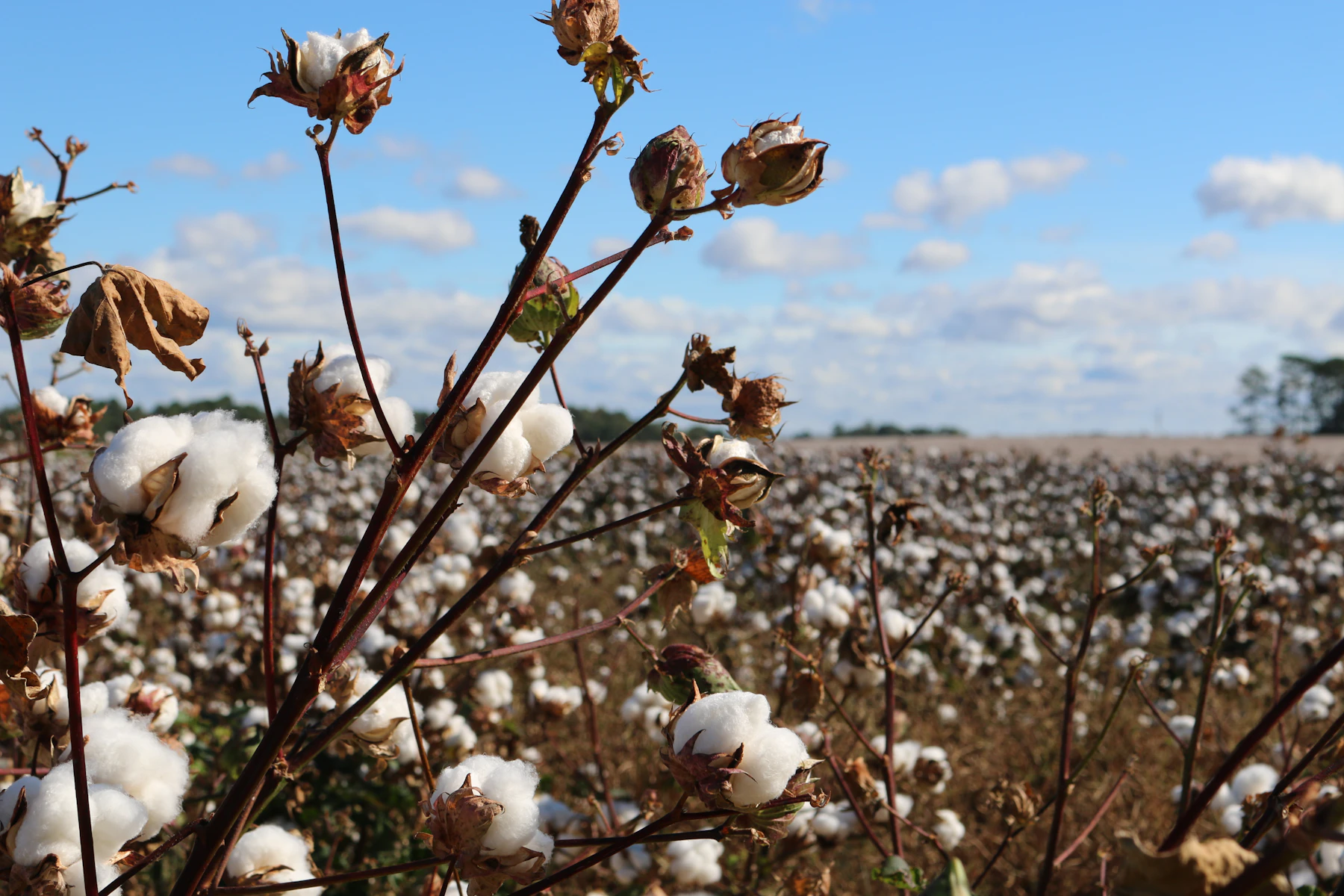 Cotton bolls open on the plant