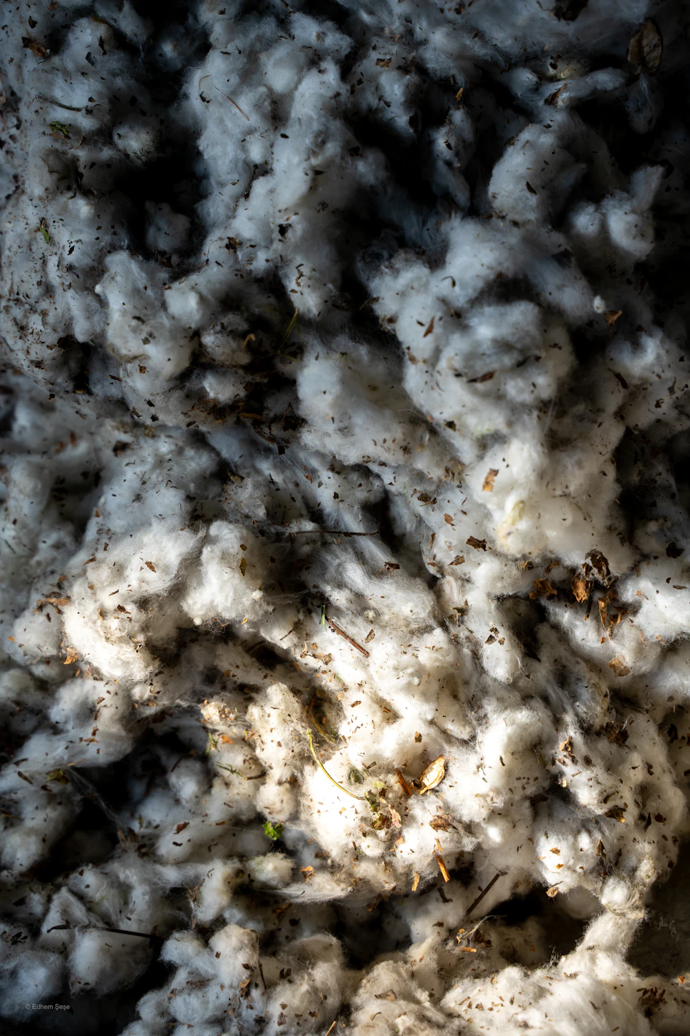 Raw cotton fibres close up