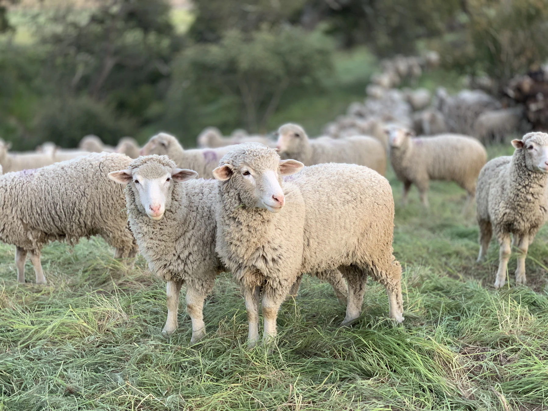 Flock of merino sheep on a green hill