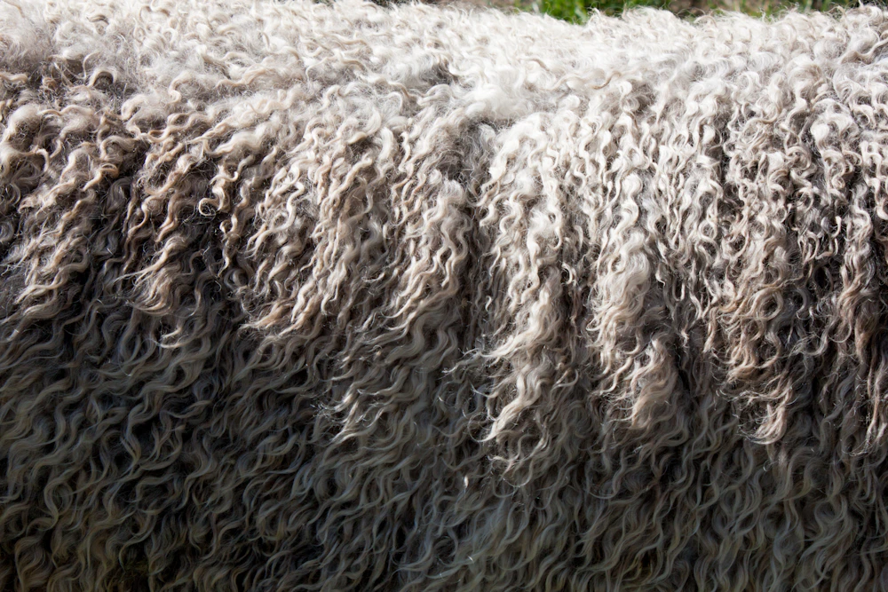 Curly merino fleece close up
