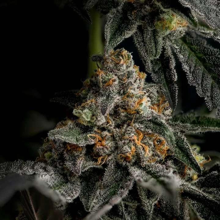 A frosty cannabis flower in close-up