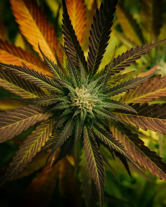 A cannabis leaf in warm light