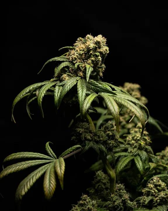 A flowering cannabis plant