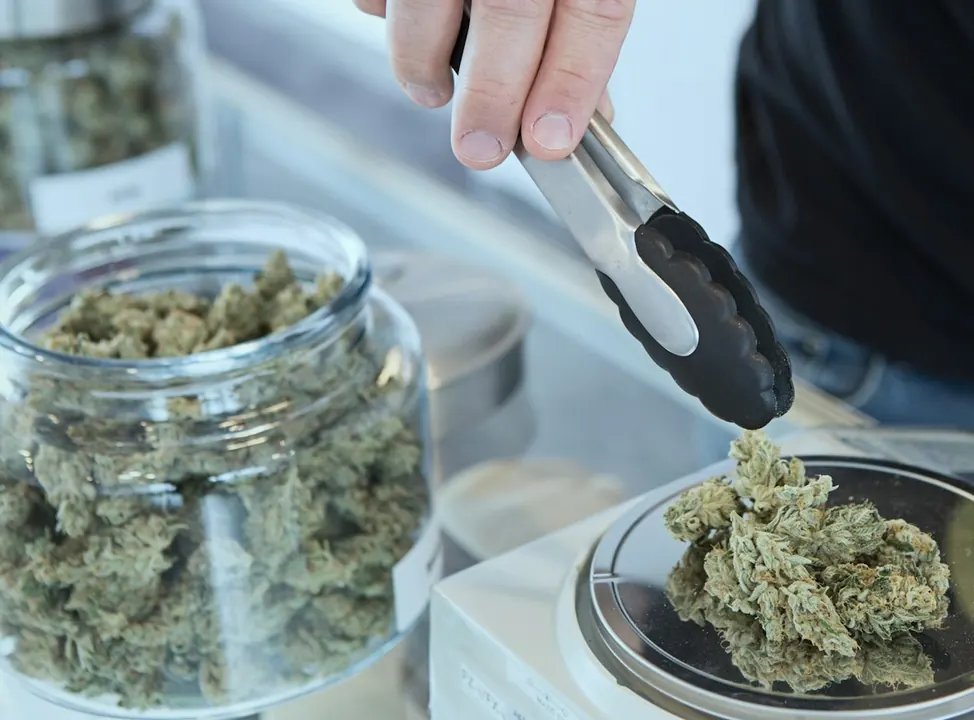 A budtender weighing flower on a scale