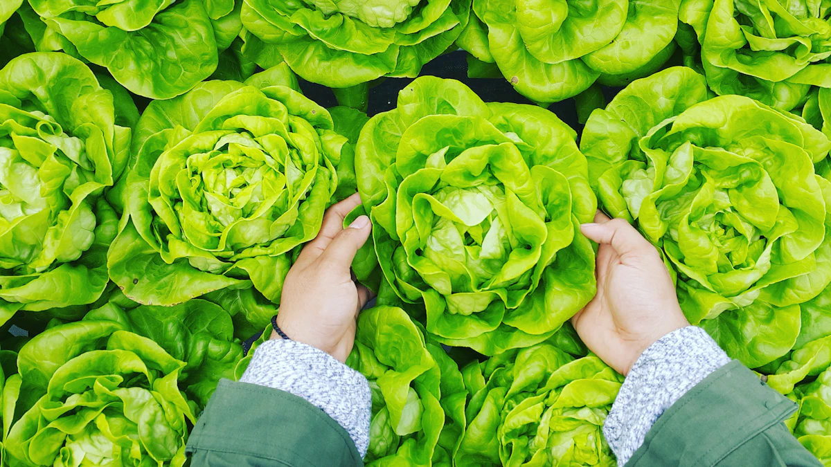 Hands checking heads of lettuce in a field