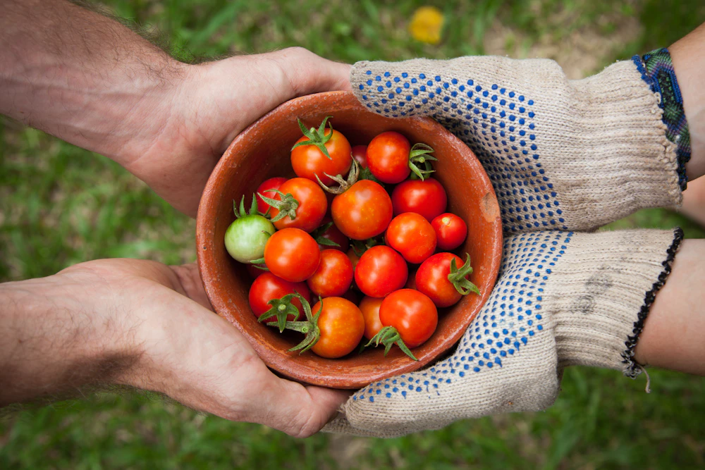 A bowl of cherry tomatoes held in gloved hands