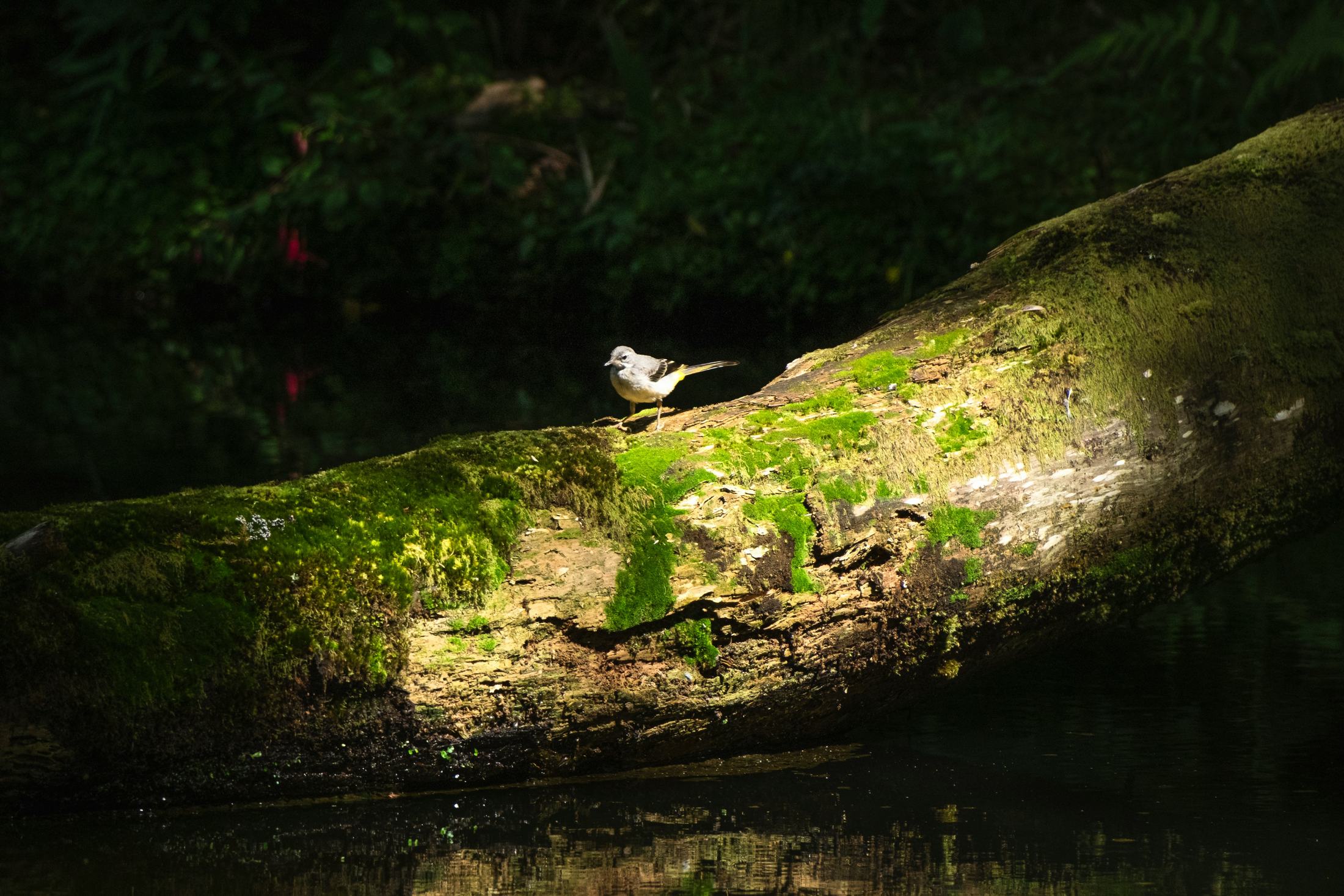 Small bird on a moss-covered log in a forest