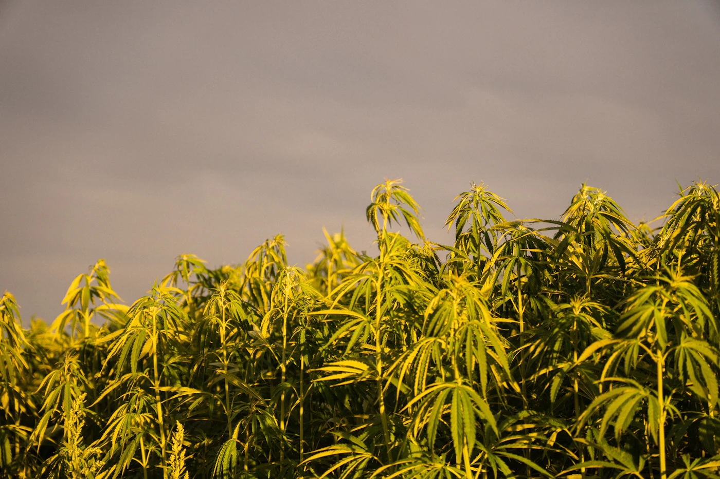 Hemp field in golden evening light