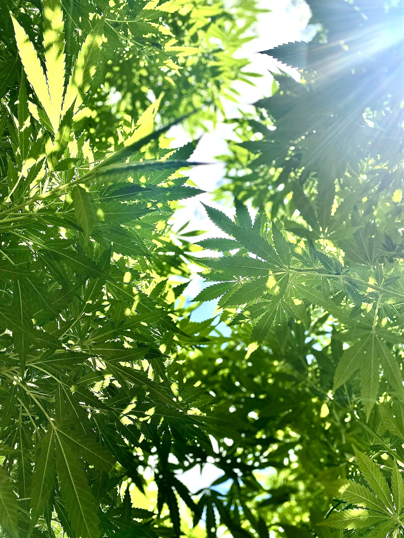 Sunlight through hemp leaves