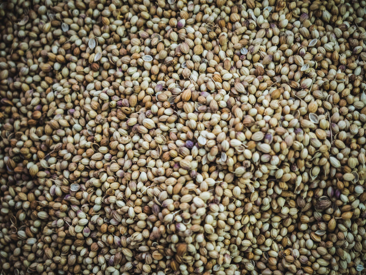 Hemp seeds seen from above