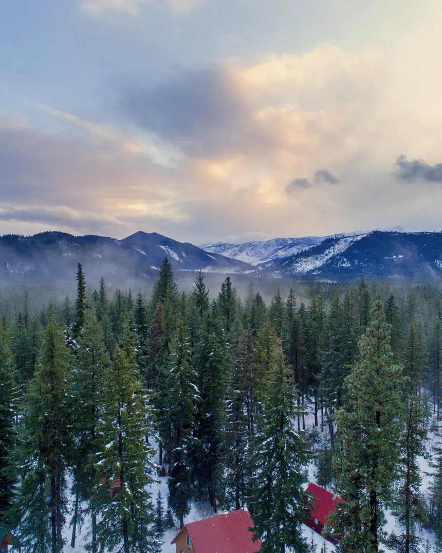A snowy pine forest below the mountains at dusk