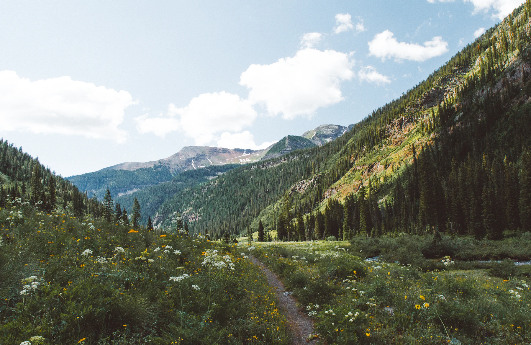 Dirt trail through a wildflower meadow near Crested Butte